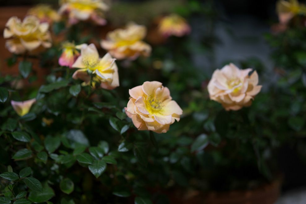 Zeiss Otus 85mm f/1.4 - zdjęcia przykładowe 6