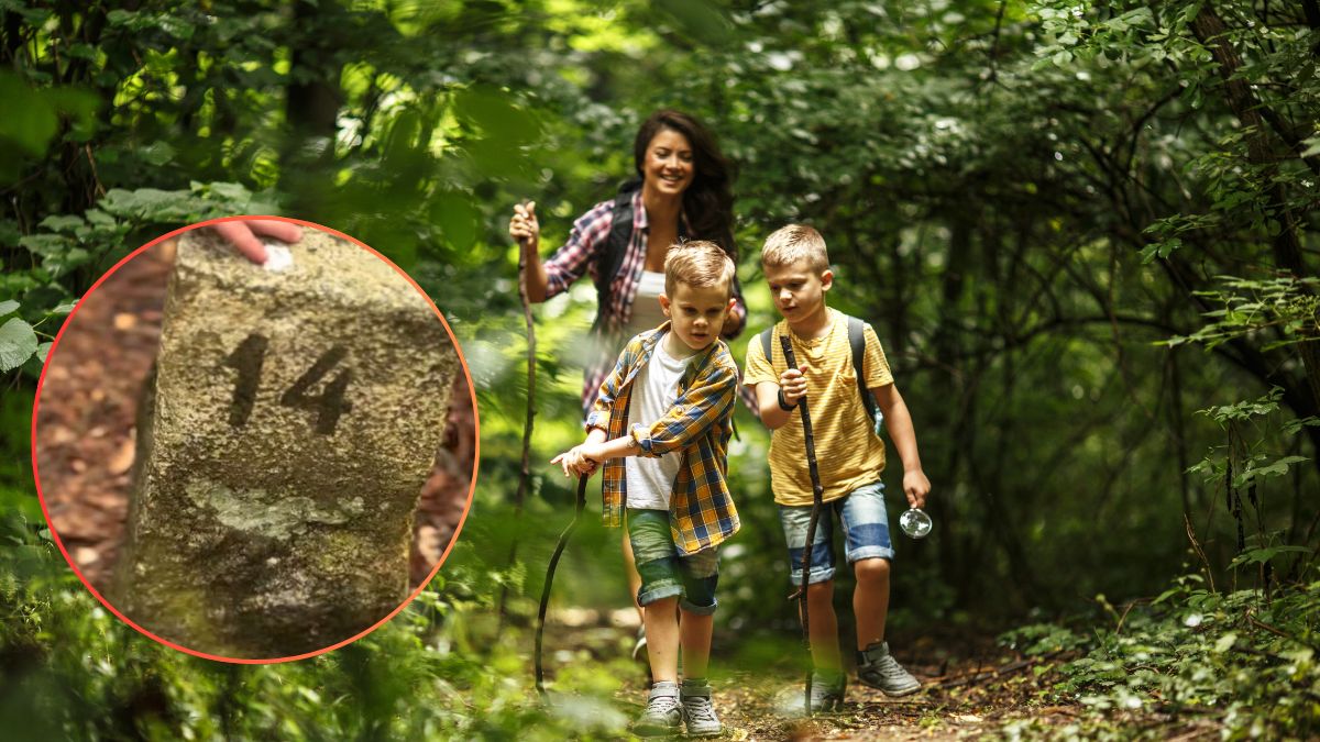 Betonowe słupki w lesie.