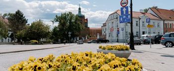 Płock rozda mieszkańcom 1400 bratków