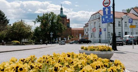 Płock rozda mieszkańcom 1400 bratków