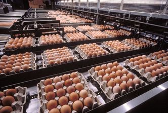 Ukraińskie zagrożenie dla producentów jaj z Polski