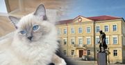 Kutno: 50 proc. dopłaty do zabiegów dla psów i kotów. Start programu już 25 marca