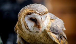 Chciał zarabiać na turystach. Strażnicy zatrzymali mężczyznę