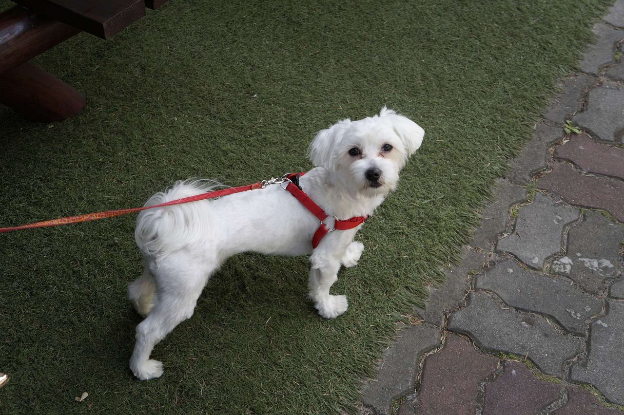 Myślisz, że pies się uspokaja? Brak merdania potrafi zdradzić ukryte emocje