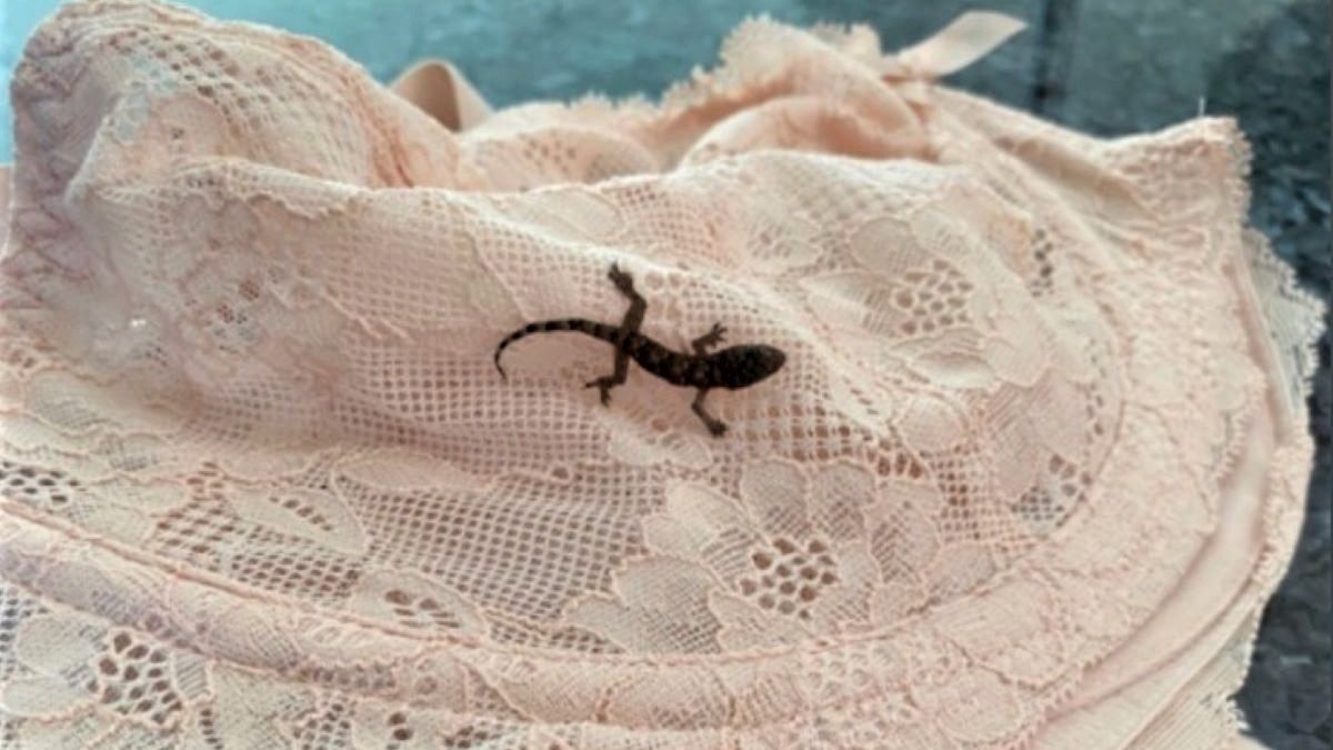 Urlopowiczka miała w walizce pasażerkę na gapę 