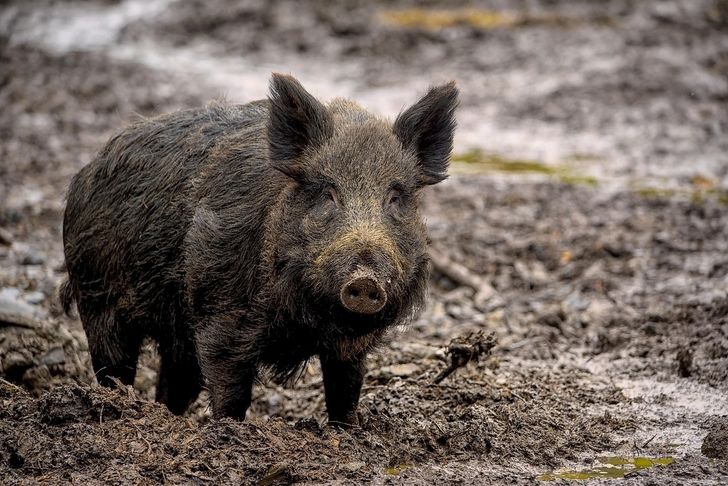Spór po śmierci łosia w Warszawie. Leśnicy oskarżają aktywistów o opóźnienie interwencji, protestujący odpowiadają