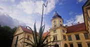 Agawa w Tarnobrzegu zakwita po wielu latach. Mieszkańcy czekają na to wyjątkowe zjawisko. Zobacz