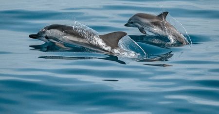 Delfiny chorują. Zaobserwowano poważne zmiany w mózgu