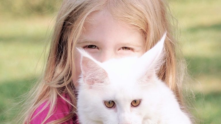 Felinoterapia jest podrodzajem animaloterapii, czyli terapii z udziałem zwierząt.