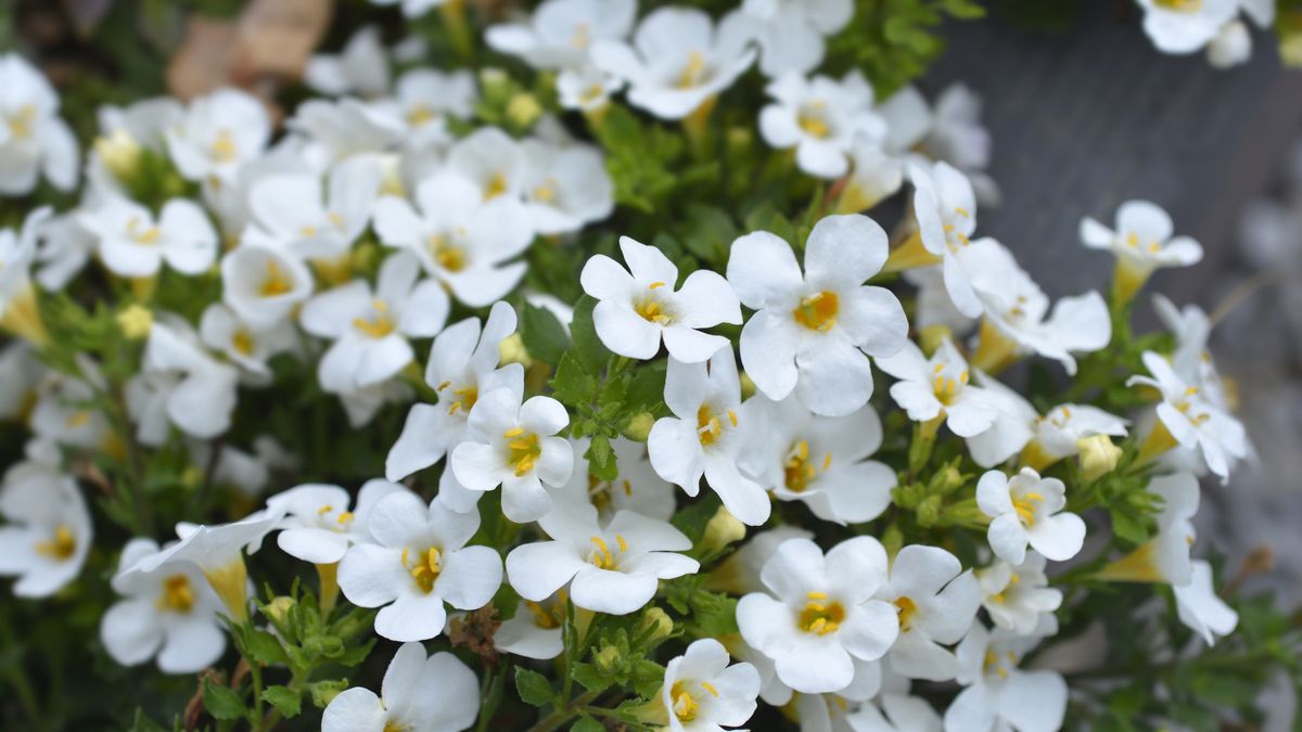 Ornamental bacopa
Ornamental bacopa flowers - Latin name - Chaenostoma cordatum
Nahhan
cultivar, ornamental bacopa, sutera diffusa, chaenostoma cordatum