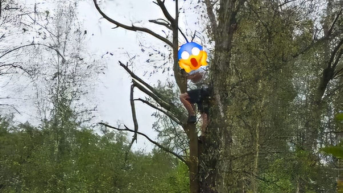 Turysta przestraszył się dzików i... uciekł na drzwo