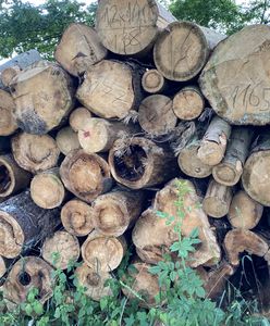 Warszawa. Kawał Lasu Kabackiego do wycięcia. Bo wojsko potrzebuje parkingu