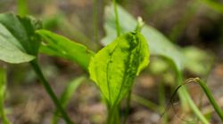 Babka zwyczajna - właściwości lecznicze, jak stosować, przeciwwskazania