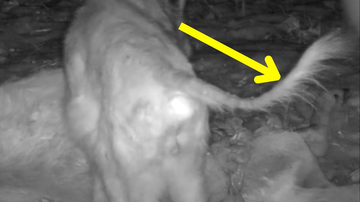 Wilk z ogonem jak sznurek.