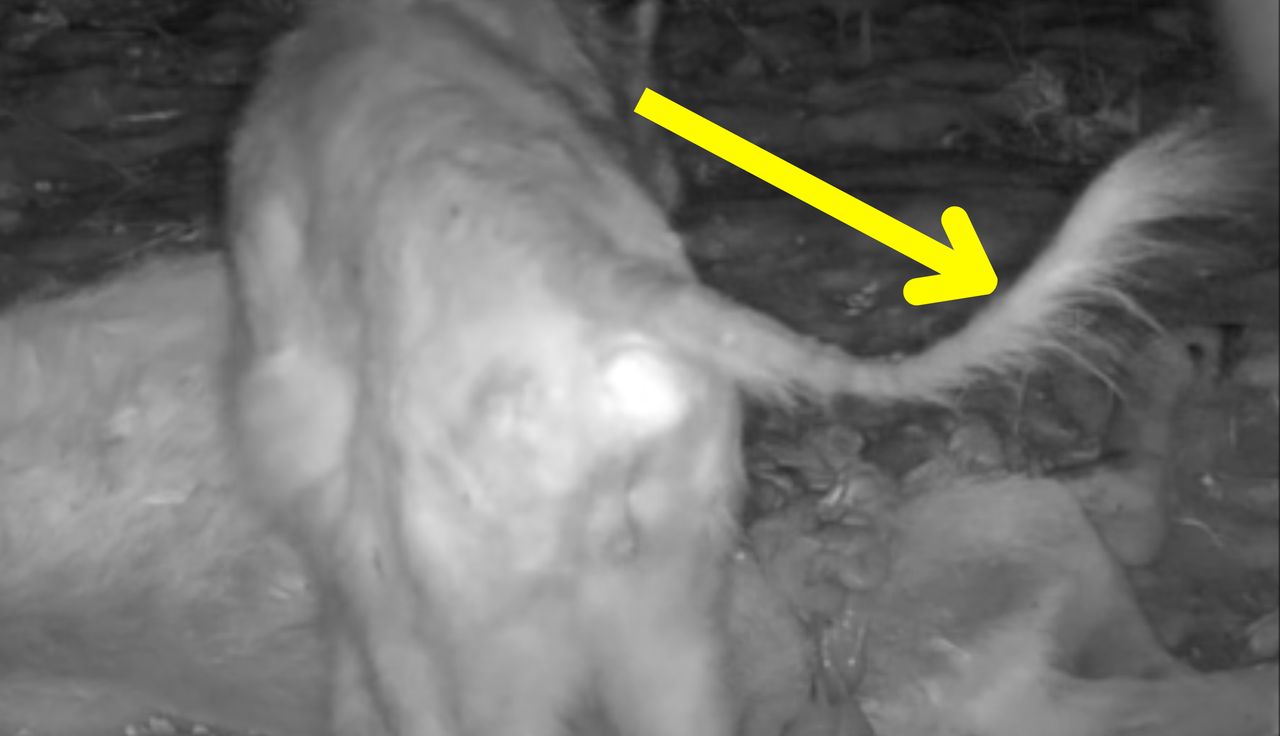 Patrzą tylko na jedno. Wilk się odwrócił. "To znak"