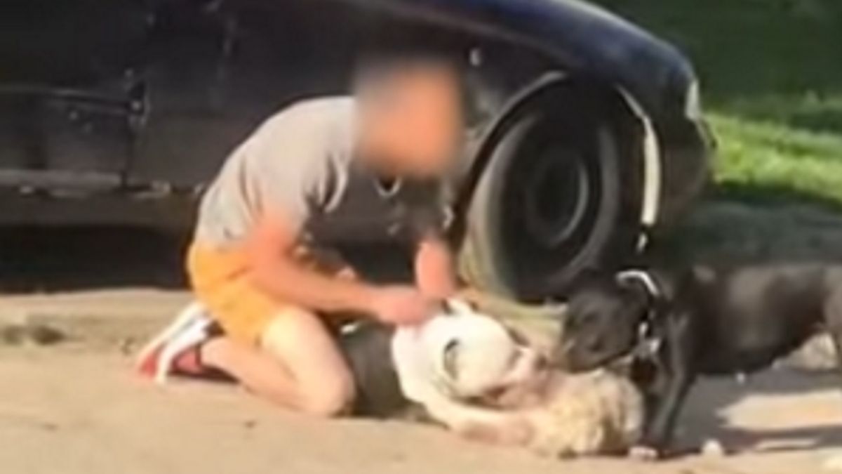 Cztery Amstaffy rozszarpały maltańczyka na oczach właścicielki.