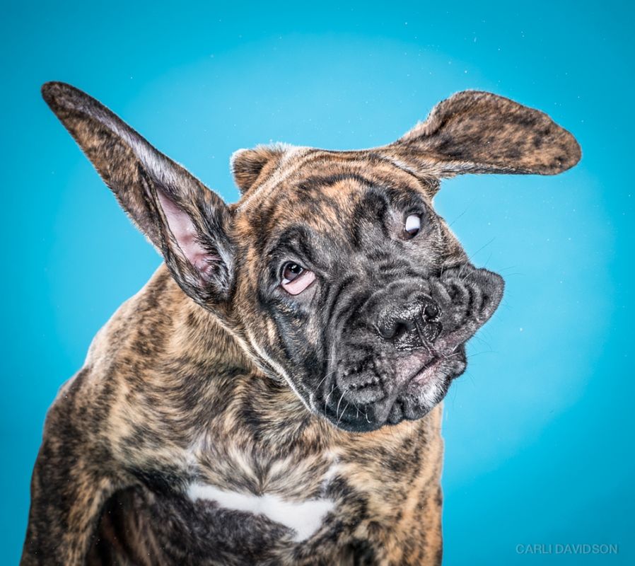 Shake Puppies - zakręcone szczeniaki Carli Davidson 6