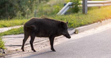 Polował na dzika. Kula przestrzeliła obie nogi kobiety. Jest wyrok