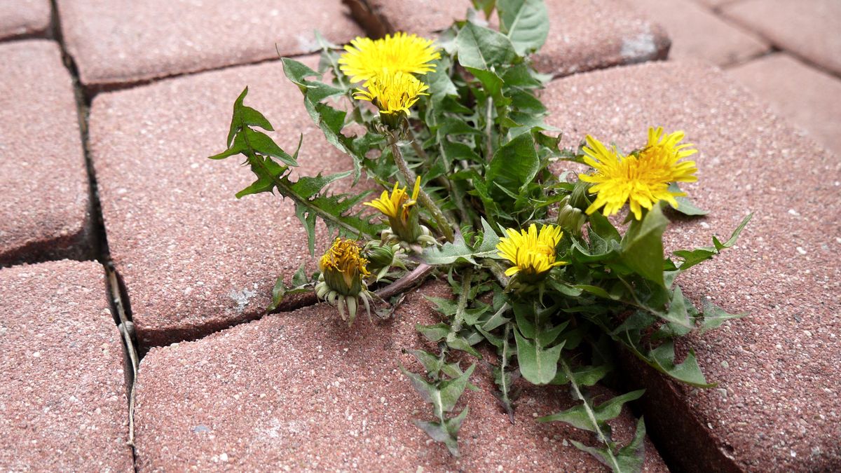 Jak zapanować nad mniszkiem lekarskim? - zdjęcie ilustracyjne