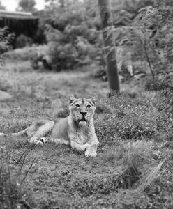 Tragedia w łódzkim zoo. "Tegoroczne walentynki były smutne"