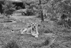 Tragedia w łódzkim zoo. "Tegoroczne walentynki były smutne"