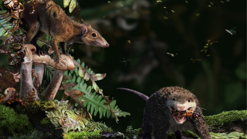 Wczesne ssaki żyły dłużej