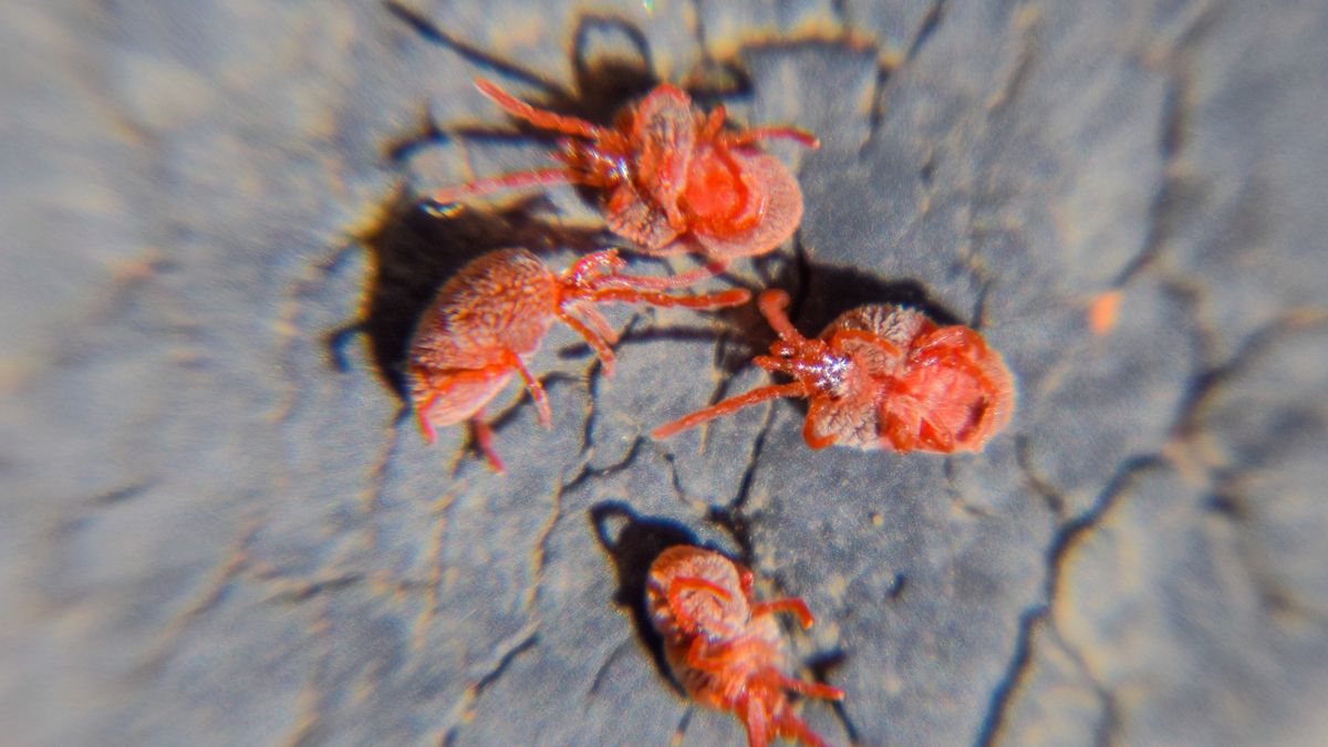 Lądzień czerwonatka