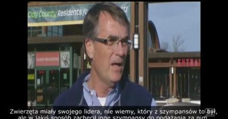 Szympansy na wolności w Zoo