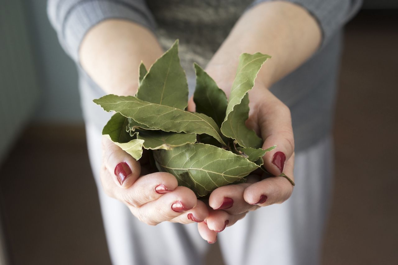 Some properties of bay leaves may surprise us.