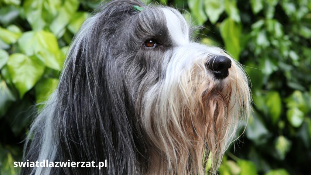Bearded Collie wygląd