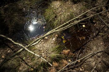 Pomagają klimatowi szybciej, niż sądzono. Wystarczy rok