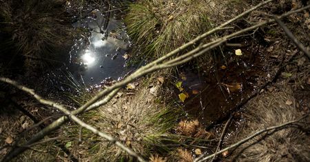 Pomagają klimatowi szybciej, niż sądzono. Wystarczy rok