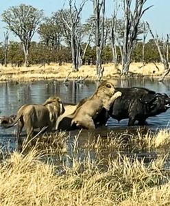 Stado lwów kontra bawół. Zaskakujący finał pojedynku