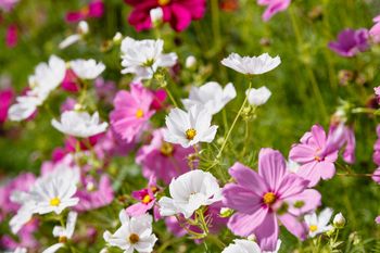 Zaufaj babci i posadź te kwiaty. Lista roślin, które przetrwają najtrudniejsze warunki