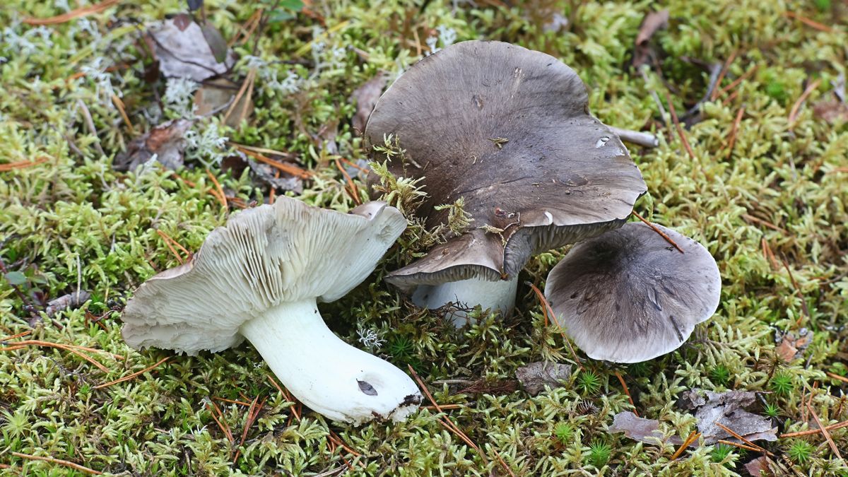 Siwki to inaczej gąska niekształtna