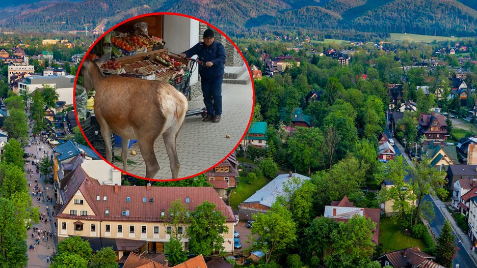 Łanie odwiedziły warzywniak w Zakopanem