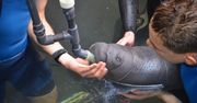 Wrocław. Czwarty manat urodzony w ZOO. Wrocławski ogród liderem hodowli tego gatunku