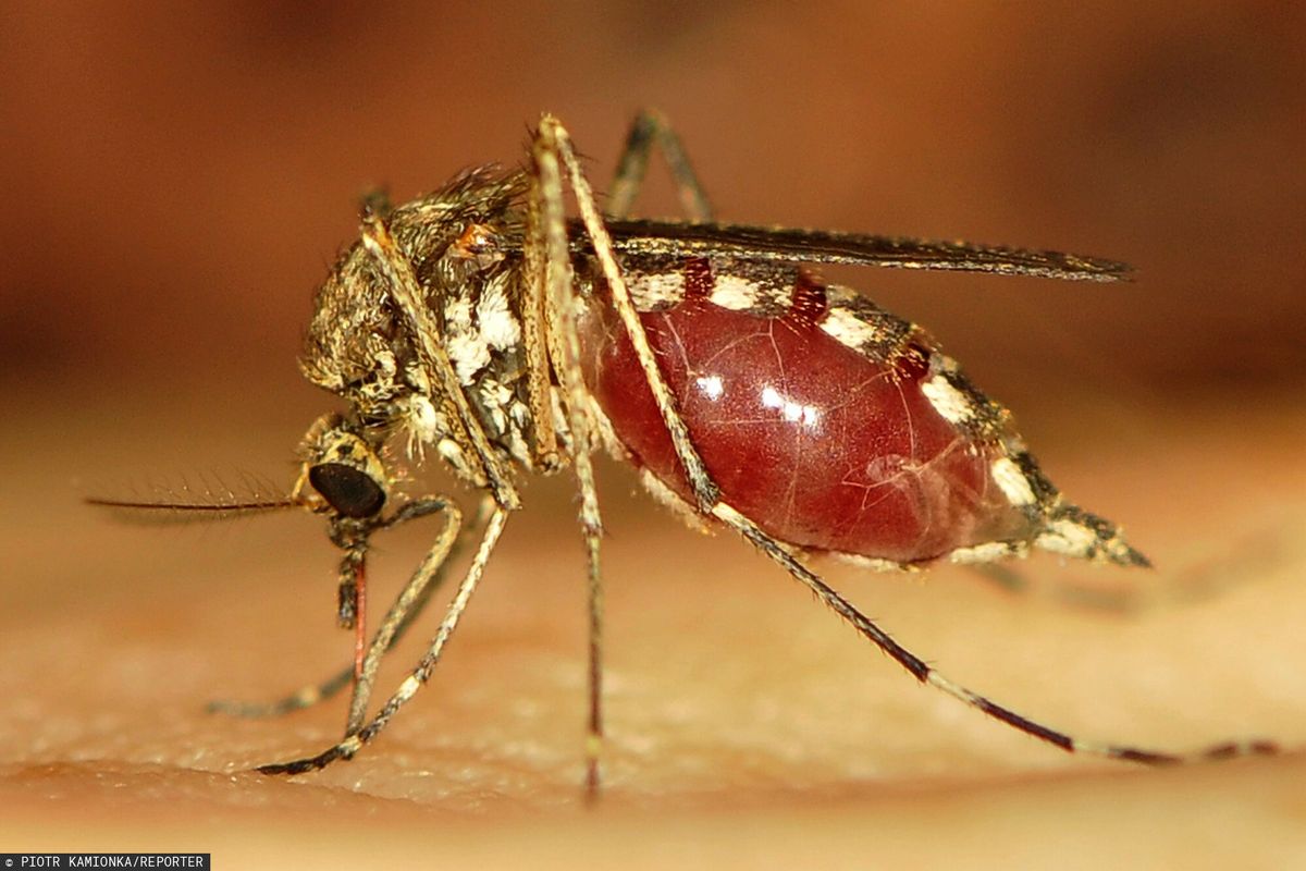 Węgrzy będą śledzić komary roznoszące groźne choroby