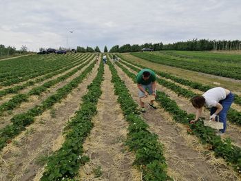 Tylko 5 zł za kilogram. Rolniczka zaprasza na samozbiory