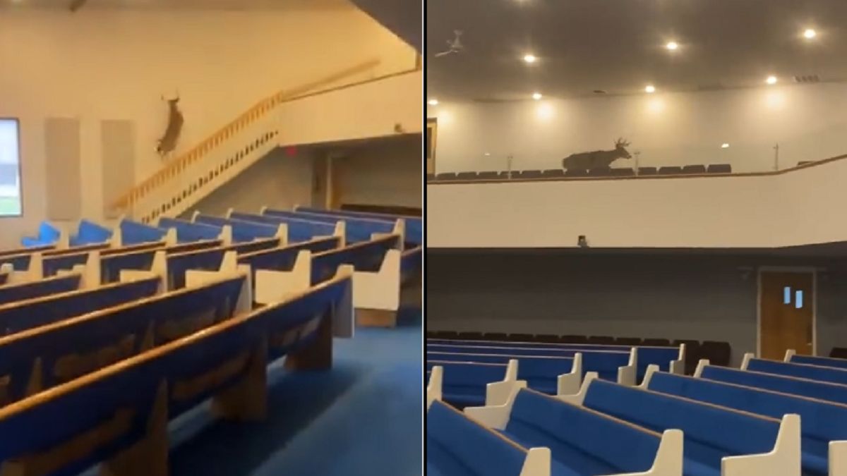 Do kościoła wszedł renifer 