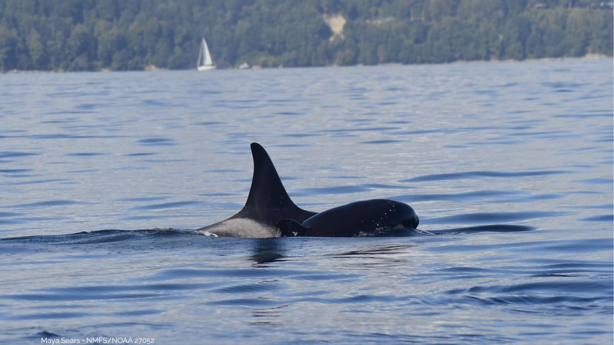 Orka zauważona u wybrzeży USA