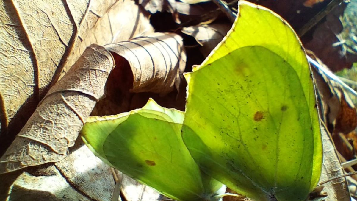 Przetrwał zimę i wracają do życia