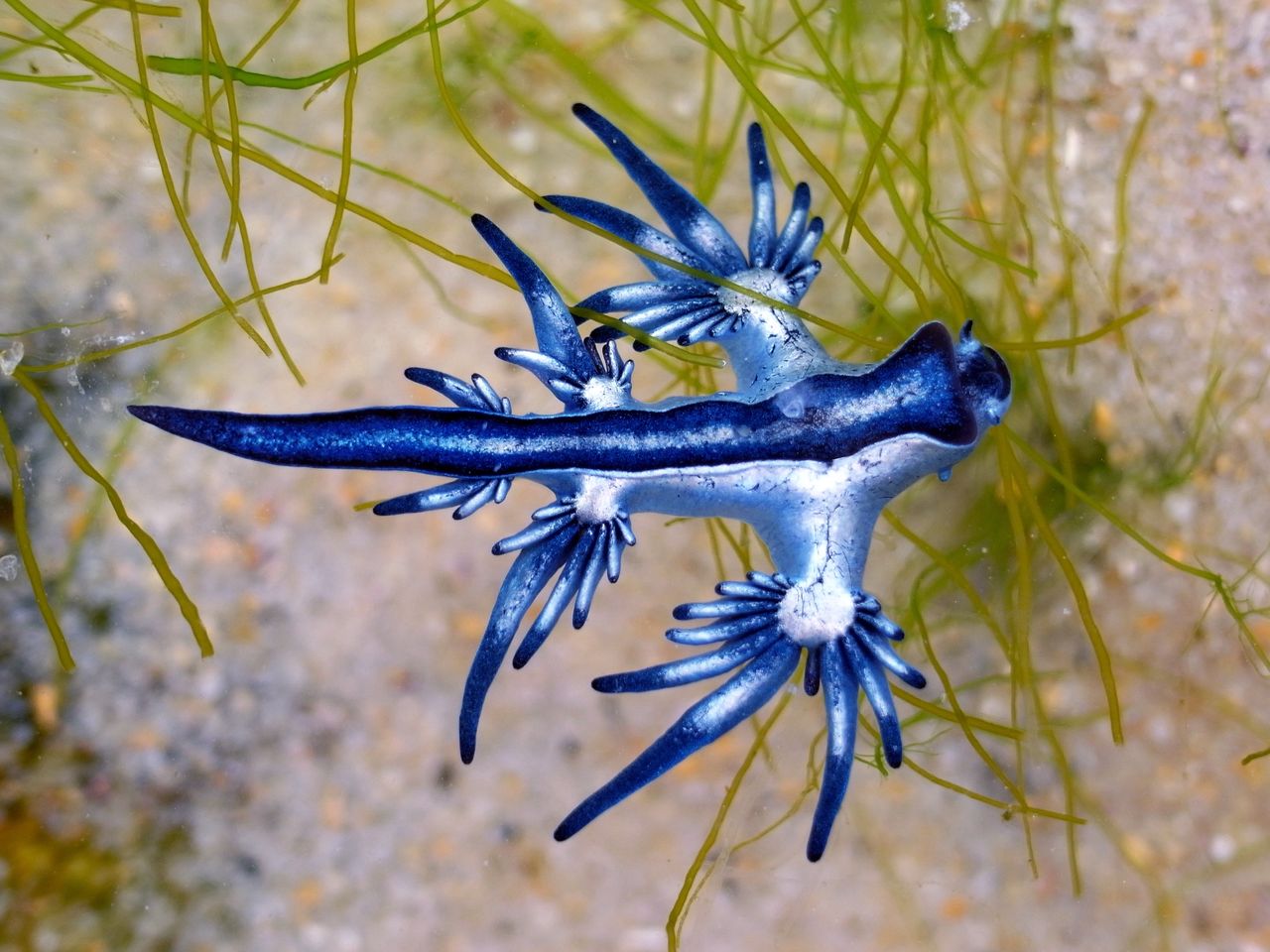 Budowa oraz kolor ślimaka Glaucus atlanticus są niezwykłe