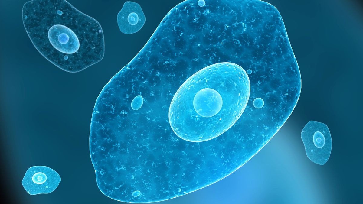 Ameba jest jednokomórkowy organizmem o zmiennym kształcie ciała. Porusza się ruchem pełzakowatym.