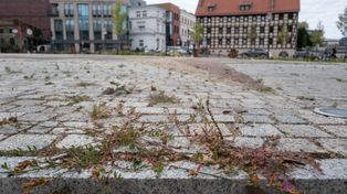 Bydgoszcz: Na wyremontowanym Rybim Rynku zaczynają rosnąć... chwasty. Mamy komentarz drogowców