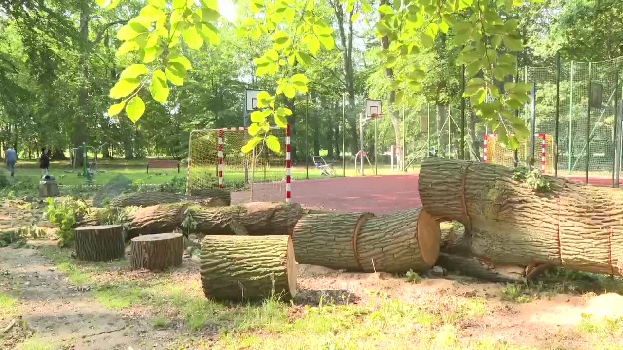 Ponad 200-letni dąb runął tuż obok bawiących się na boisku dzieci. Nikomu nic się nie stało