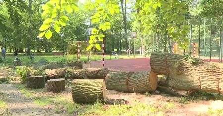 Ponad 200-letni dąb runął tuż obok bawiących się na boisku dzieci. Nikomu nic się nie stało