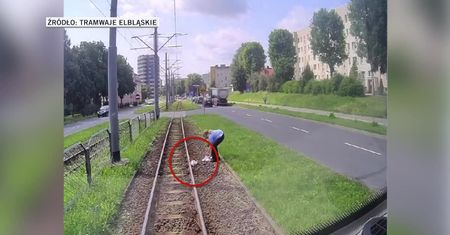 Zauważyła mewę na torowisku. Zatrzymała tramwaj i zaopiekowała się rannym ptakiem