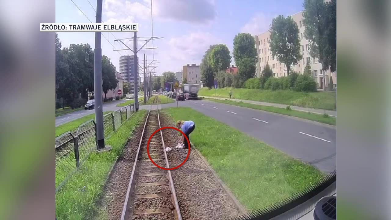 Zauważyła mewę na torowisku. Zatrzymała tramwaj i zaopiekowała się rannym ptakiem