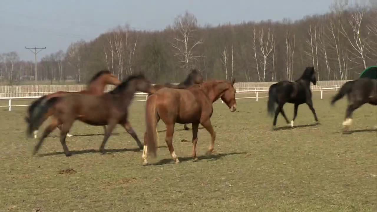 Sanepid wstrzymał licytację koni pod Łodzią.